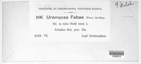 Uromyces viciae-fabae image